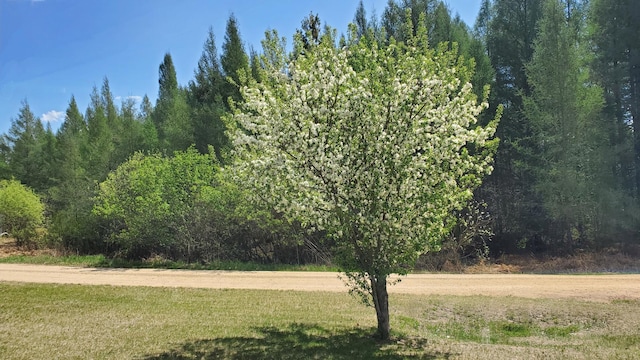 view of grassy yard with a wooded view