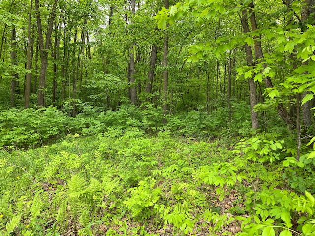 1141 Mahogany St, Mora, MN 55051 - view of tree filled area