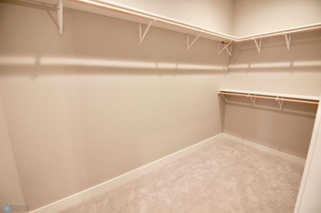 walk in closet with carpet flooring