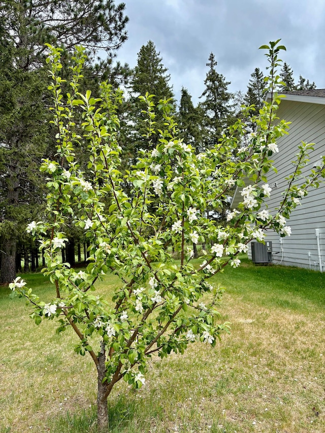 1622 82nd Ave NW, Williams, MN 56686 - view of grassy yard featuring central AC unit