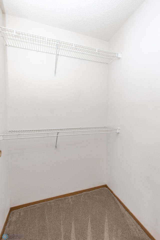 walk in closet featuring carpet flooring