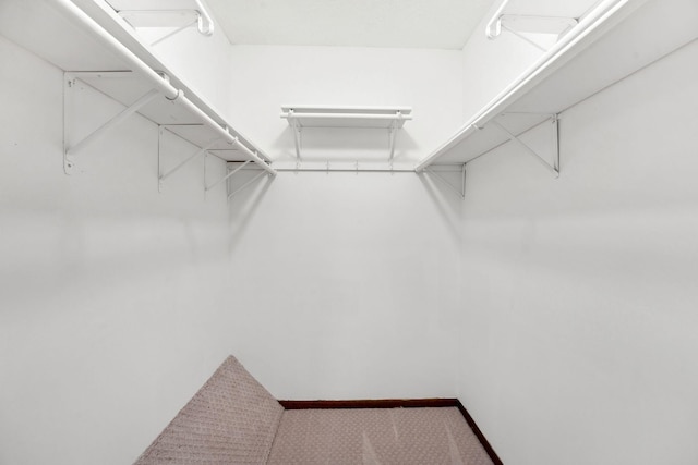 walk in closet featuring carpet flooring