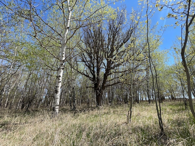 37165 300th Ave NE, Rollis Twp, MN 56724 - view of wooded area