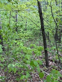 LOTS5-10 Mid Iron, Garrison, MN 56450