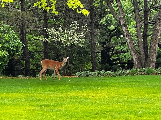 12159 Quail Avenue Ln N, Stillwater, MN 55082 - view of grassy yard