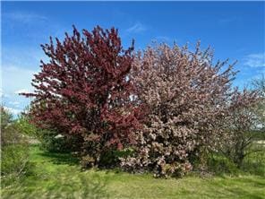 42340 County 50th Blvd, Minneola Twp, MN 55983 - view of yard