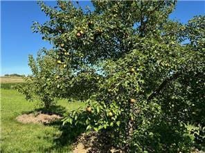 42340 County 50th Blvd, Minneola Twp, MN 55983 - view of local wilderness