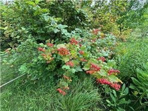 42340 County 50th Blvd, Minneola Twp, MN 55983 - view of nature