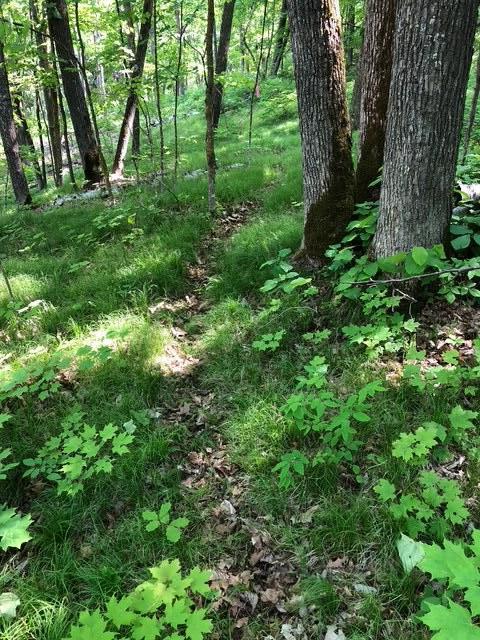 8586 Graves Lake Rd NE, Remer, MN 56672 - view of local wilderness