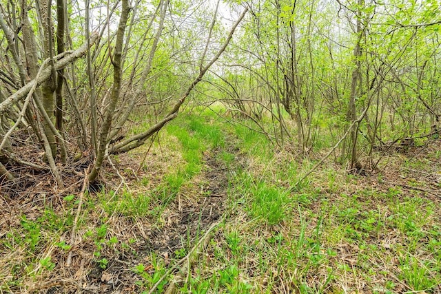 N12011 County Road Ss, Otter Creek Twp, WI 54772 - view of undeveloped land
