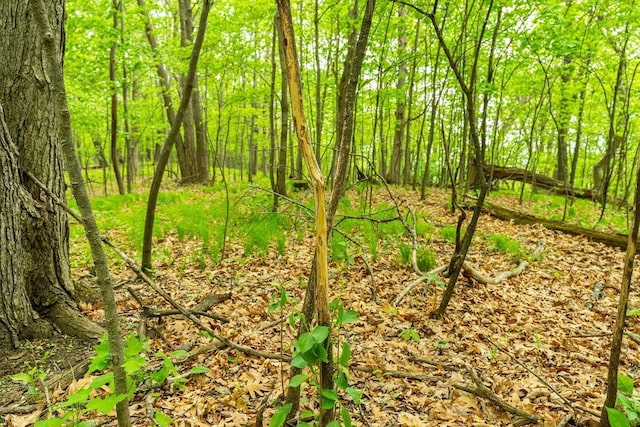 N12011 County Road Ss, Otter Creek Twp, WI 54772 - view of nature