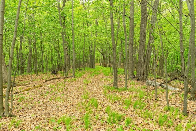 N12011 County Road Ss, Otter Creek Twp, WI 54772 - view of woods