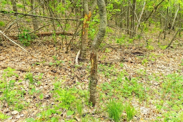 N12011 County Road Ss, Otter Creek Twp, WI 54772 - view of local wilderness