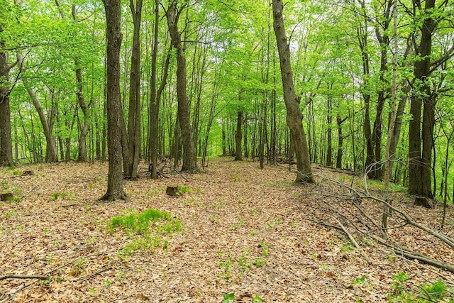 N12011 County Road Ss, Otter Creek Twp, WI 54772 - view of woods