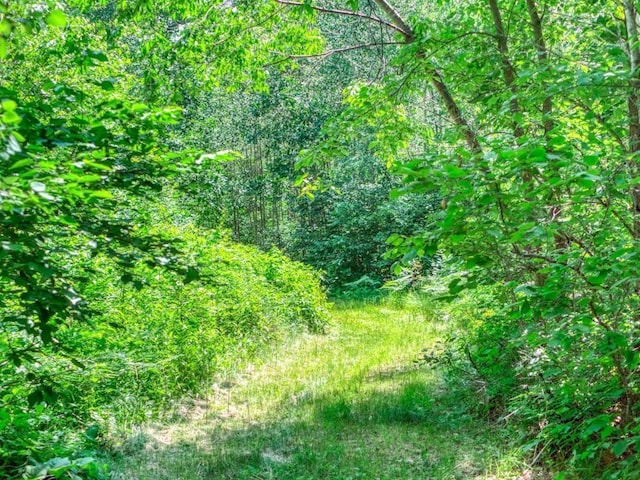 10719 Lumberjack Rd NW, Alaska Twp, MN 56667 - view of tree filled area