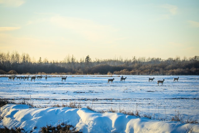 TBD Cormant Rd NE, Kelliher, MN 56650