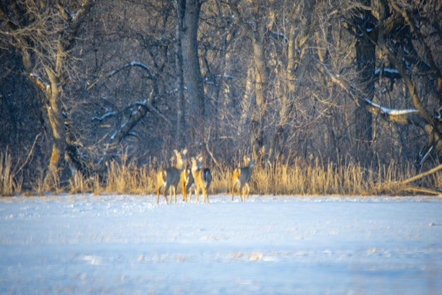 TBD Cormant Rd NE, Kelliher, MN 56650