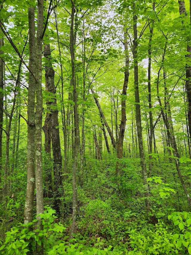 35270 Bear Creek Rd, Partridge Twp, MN 55704 - view of tree filled area