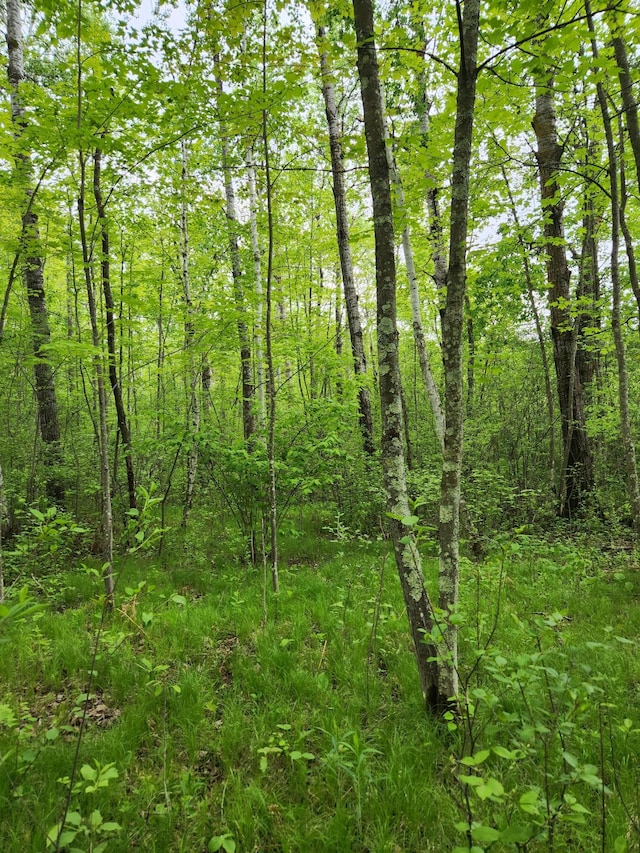 35270 Bear Creek Rd, Partridge Twp, MN 55704 - view of wooded area