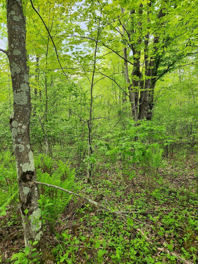 35270 Bear Creek Rd, Partridge Twp, MN 55704 - view of tree filled area