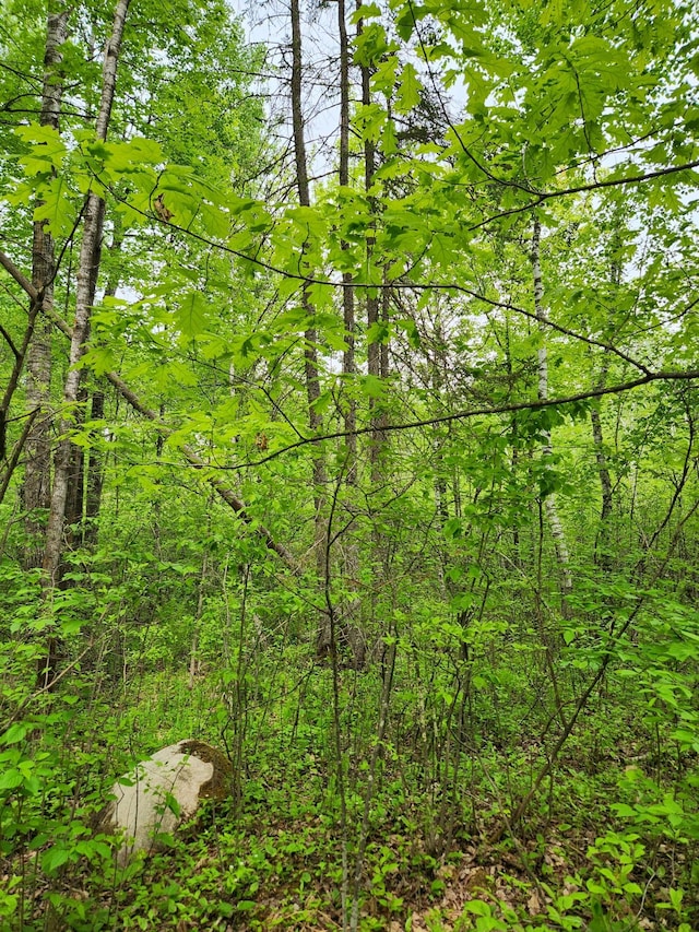 35270 Bear Creek Rd, Partridge Twp, MN 55704 - view of tree filled area