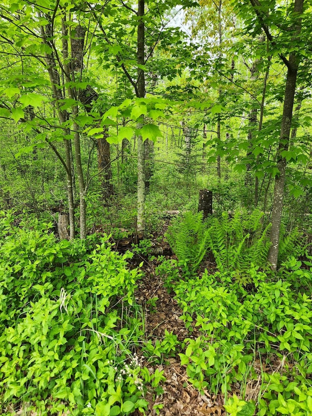 35270 Bear Creek Rd, Partridge Twp, MN 55704 - view of local wilderness