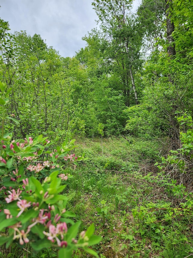 35270 Bear Creek Rd, Partridge Twp, MN 55704 - view of nature
