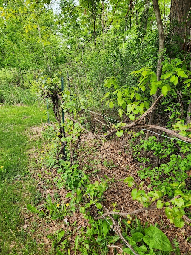 35270 Bear Creek Rd, Partridge Twp, MN 55704 - view of tree filled area