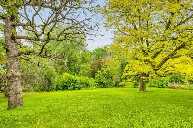 947 Dawn Ave, Shoreview, MN 55126 - view of green lawn featuring a view of trees