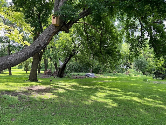 355 20th St SW, Benson, MN 56215 - view of green lawn