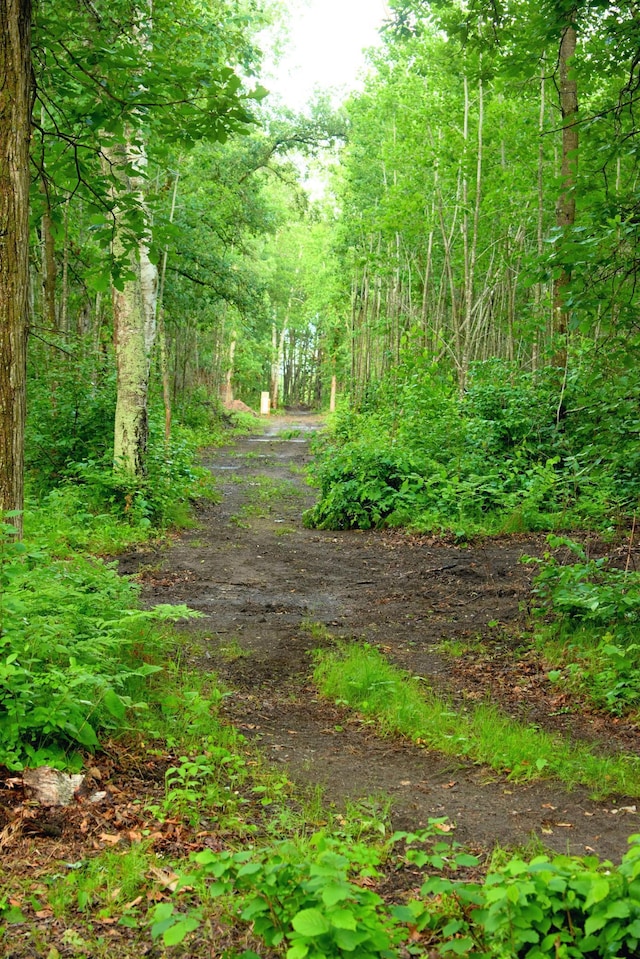1496 Willard Lake Rd NW, Powers Twp, MN 56435 - view of tree filled area
