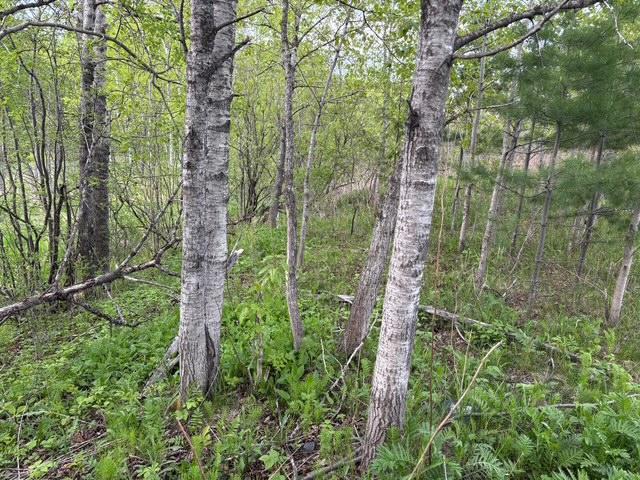 XX Myrtle St, Duluth, MN 55811