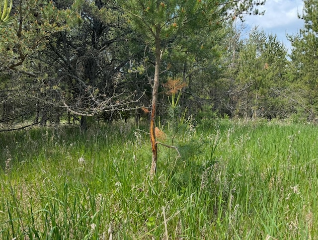 TBD 320th St, Browerville, MN 56438