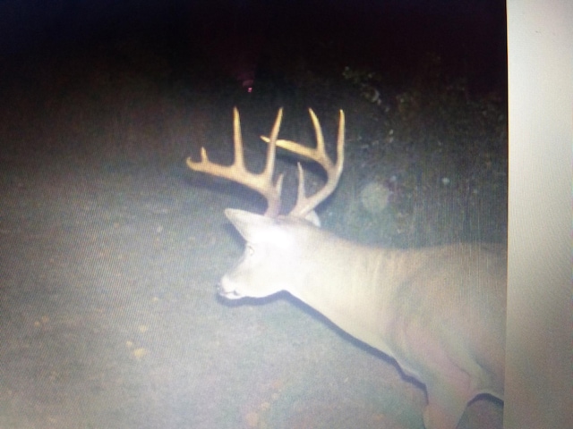 TBD Billy Creek Rd E, Big Falls, MN 56627 - photo 11