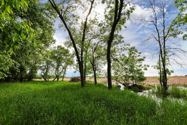 19260 81st Pl N, Maple Grove, MN 55311 - view of yard