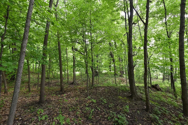 19260 81st Pl N, Maple Grove, MN 55311 - view of tree filled area