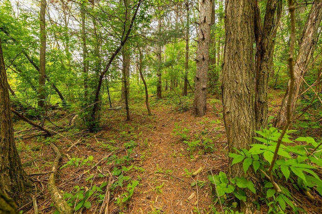 S363 Nicholes Rd, Naples Twp, WI 54755 - view of tree filled area