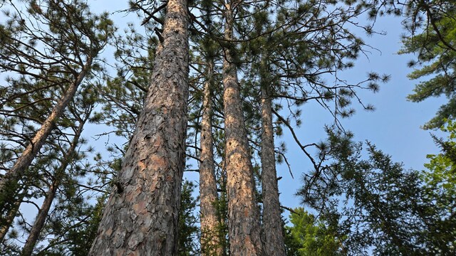 TBD11.85 Bessette Rd, Orr, MN 55771