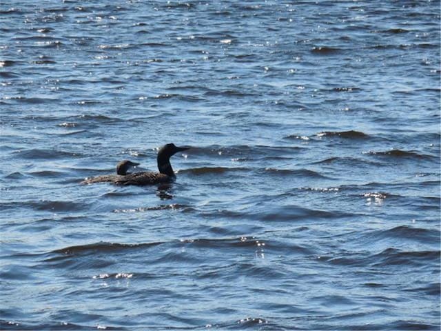 TBD Forest Lane, Fine Lakes Twp, MN 55798