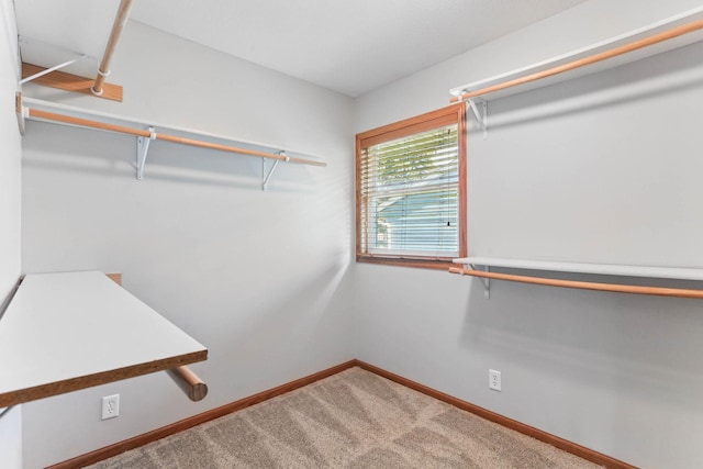 11001 Quincy Blvd NE, Blaine, MN 55434 - walk in closet featuring carpet flooring