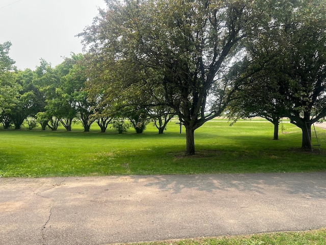 20906 624th Ave, Litchfield, MN 55355 - view of grassy yard