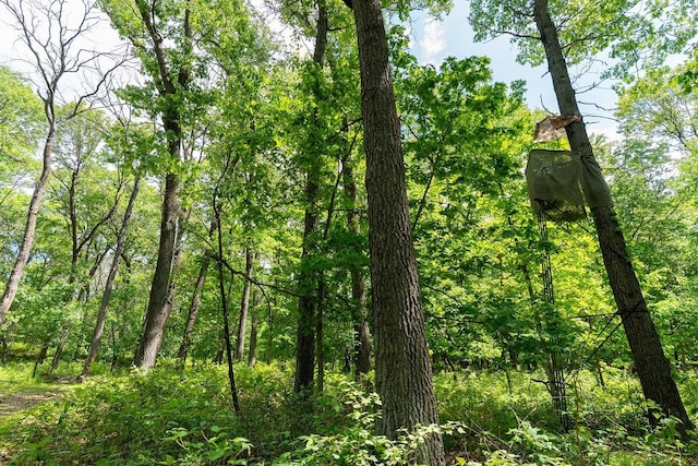 N1024 385th St, Maiden Rock, WI 54750 - view of wooded area