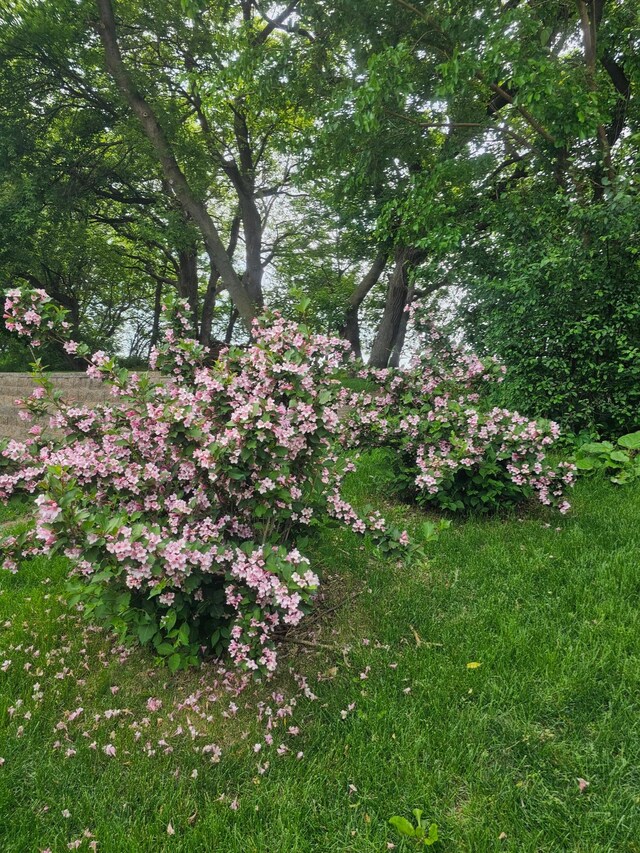 3657 46th Ave NW, Rochester, MN 55901 - view of local wilderness