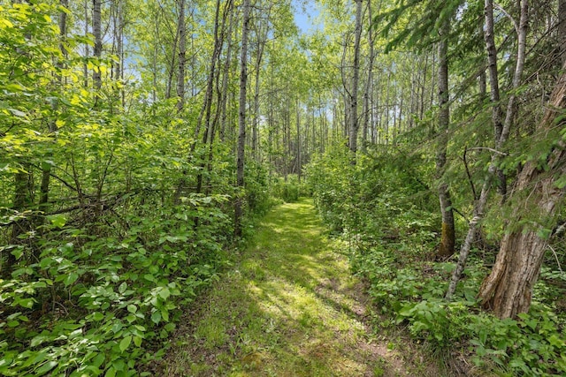 3573 Kallio Rd, Orr, MN 55771 - view of tree filled area