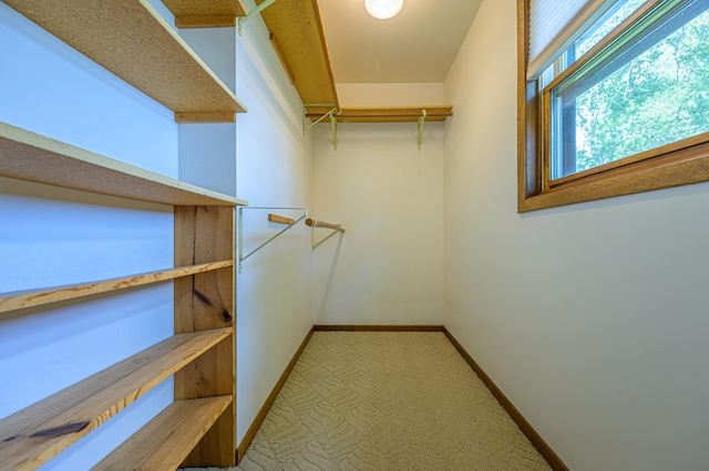 21400 654th Ave, Darwin, MN 55324 - walk in closet with carpet