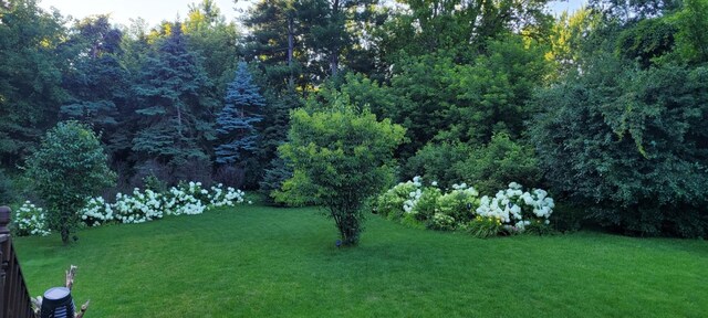 4427 Chatsworth St N, Shoreview, MN 55126 - view of green lawn with a forest view