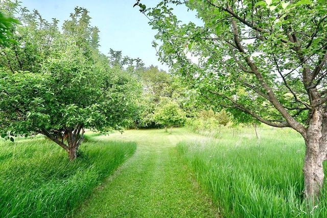 10390 Fenner Ave SE, Franklin Twp, MN 55328 - view of yard