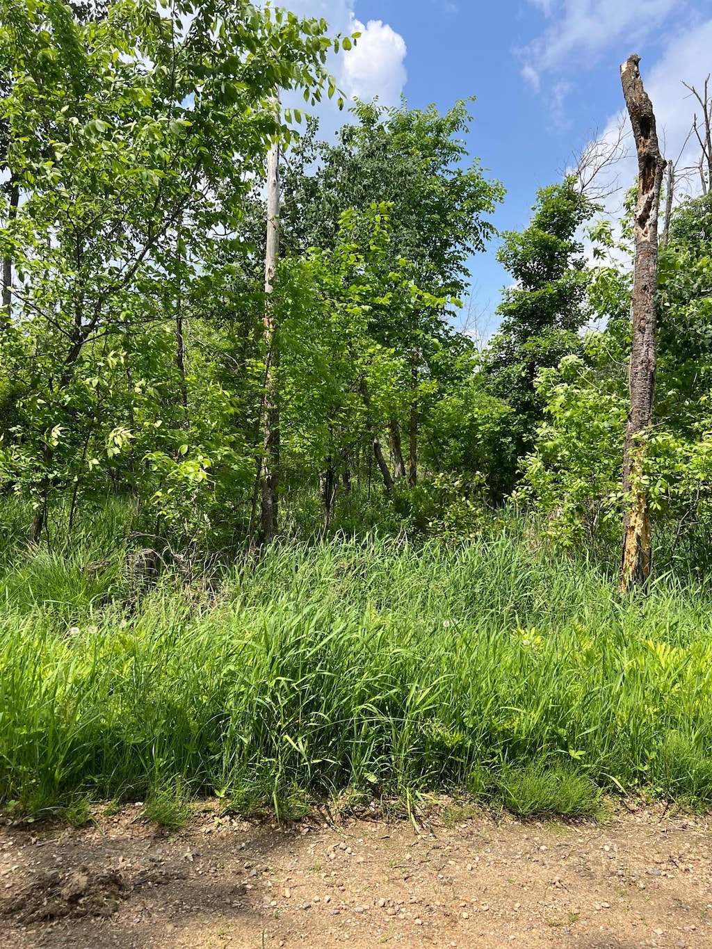 TBD Gumwood Ln, Scandia Valley Twp, MN 56466