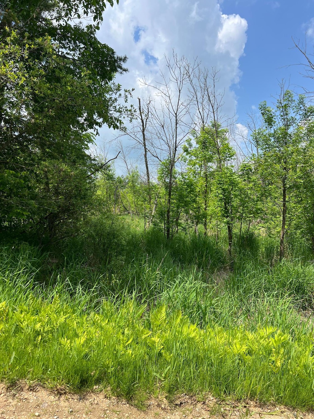 TBD Gumwood Ln, Scandia Valley Twp, MN 56466