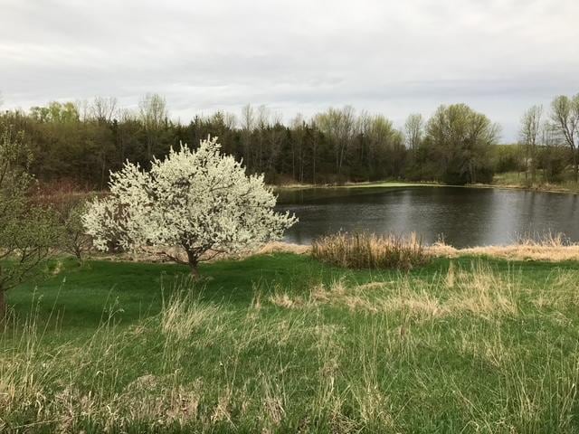 1755 Chateau Way, Minnetrista, MN 55359 - water view with a heavily wooded area